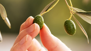 Kur'an-ı Kerim'de övülen besin: Zeytin