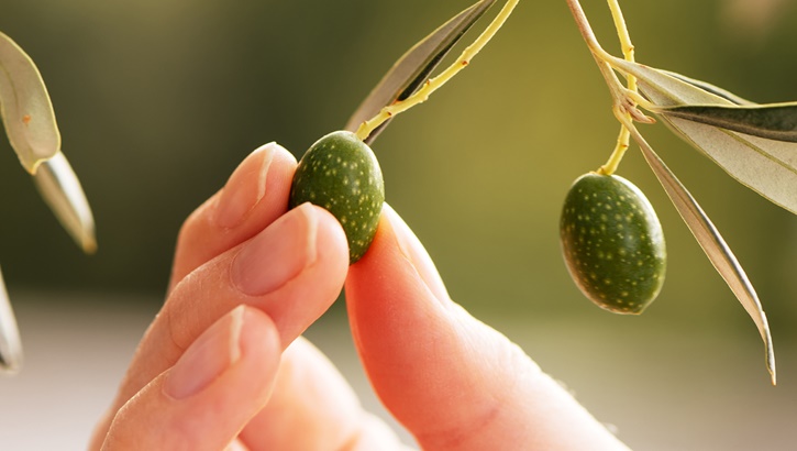 Kur'an-ı Kerim'de övülen besin: Zeytin