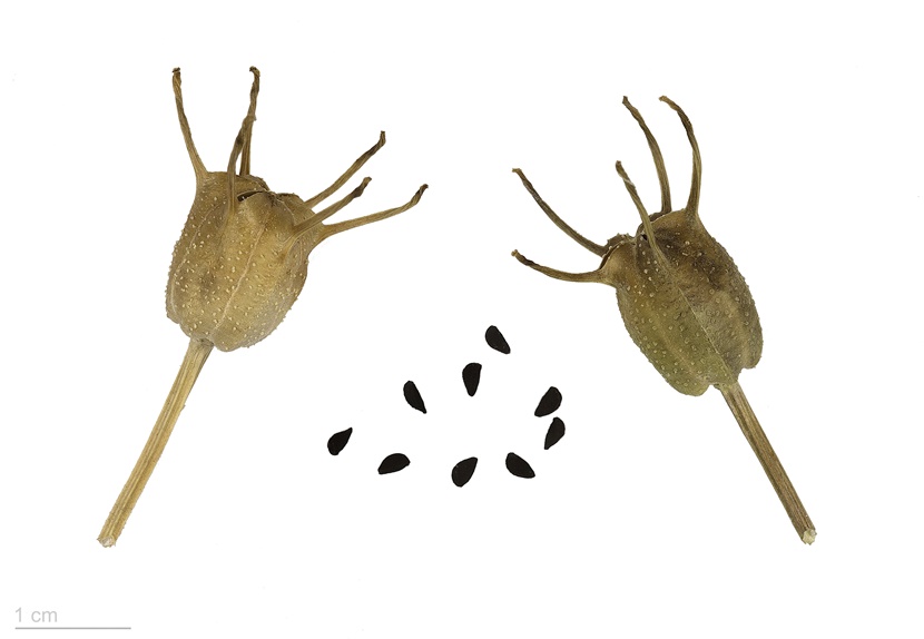 Nigella_sativa_MHNT.BOT.2015.34.22