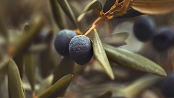Zeytin Kelime Kökeni